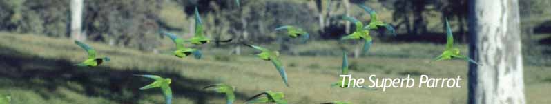 Superb Parrot Banner